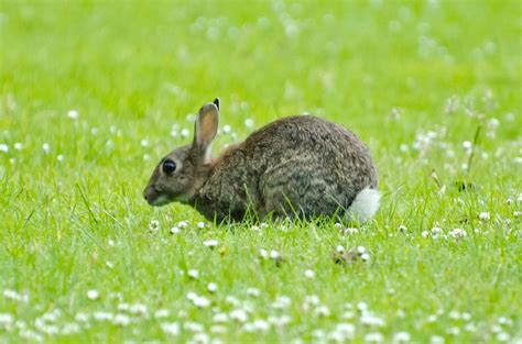 Free Images Nature Grass Field Lawn Meadow Prairie Animal