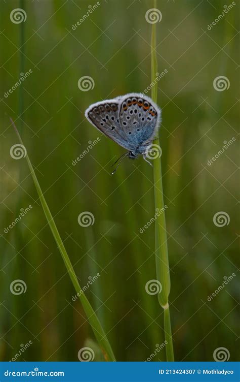 Pequena Borboleta Azul Comum Se Aproxima Da Natureza Imagem De Stock