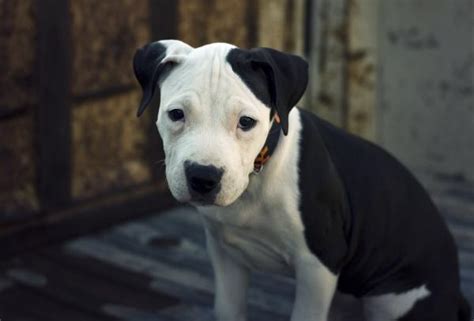 Se Llevan Bien Los Labradores Y Los Pitbulls