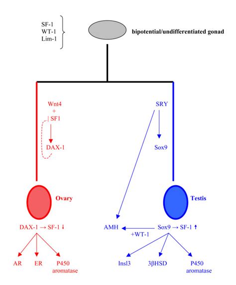 Genetic Model Of Sex Determination In Humans The Formation Of The