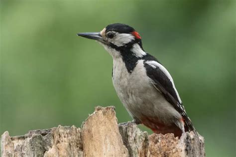 Does a Woodpecker Wrap Its Tongue Around Its Brain?