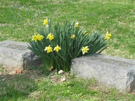 A Grave Interest Serene And Evergreen Cemeteries Allowing Plants