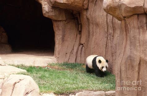 Panda Exhibit At The San Diego Zoo Photograph by Jim Corwin