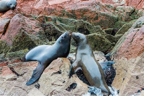 Tour Naar De Ballestas Eilanden In Paracas Vanuit Lima Aangeboden