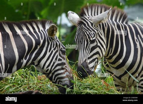 Grass eating animals hi-res stock photography and images - Alamy