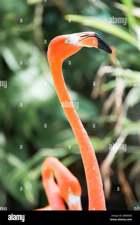 Head And Neck Of Flamingo Stock Photo Alamy