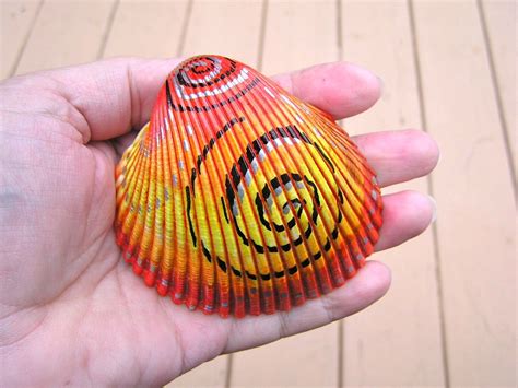 Atlantic Giant Cockle Seashell Kk Shop Cedarbreezes Sea Shells