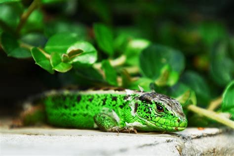 Lizard Green Shedding Free Photo On Pixabay Pixabay