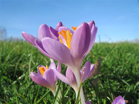 Crocus vernus Frühlings Krokus im Landesgartenschaupark Ho Flickr