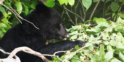 キャンプ場でクマに遭遇しないためには？本当の対策をプロに聞いた