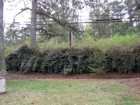 Major Elaeagnus (Silverberry) Pruning: 8 Years of Growth – Southern Gardener