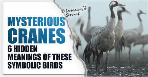 Mysterious Cranes: 6 Hidden Meanings of These Symbolic Birds