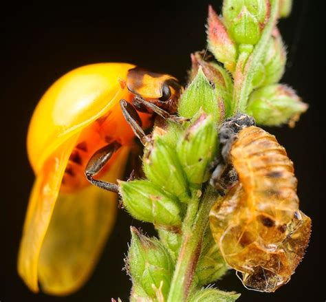 Premium Photo Close Up Shot Of A Various Species Of Leaf Beetles