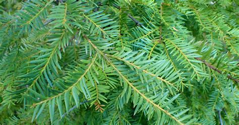 Taxus Wallichiana Zucc. (Himalayan Yew) - Effects Of Its Anti-Microbial ...