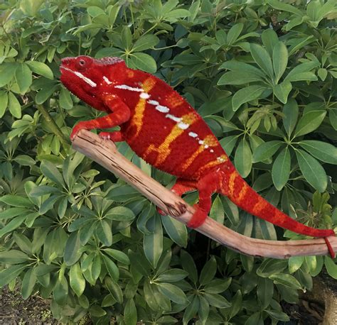 Ambilobe Panther Chameleon For Sale Fireball Bloodline | FL Chams