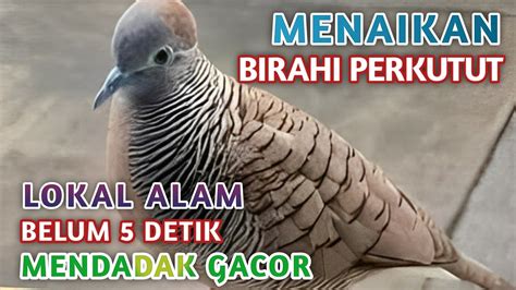 PERKUTUT LOKAL ALAM GACOR SUARA BESAR DAN LANTANG COCOK BUAT PIKAT