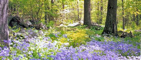 The Top 20 Most Beautiful College Gardens And Arboretums