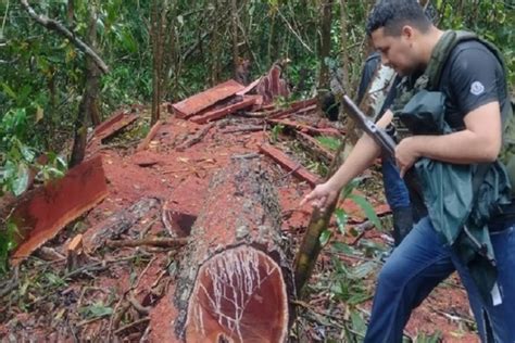 Hu Nuco Incautan Mil Pies Tablares De Madera En La Reserva Comunal El Sira