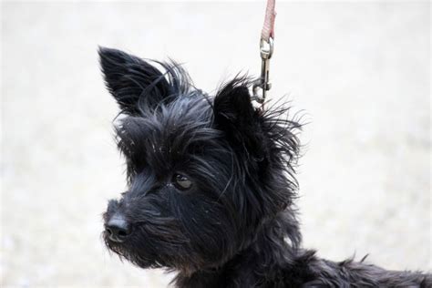 All About The Full Grown Yorkie Poo Poodles Love