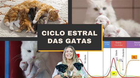 Ciclo Estral Das Gatas YouTube