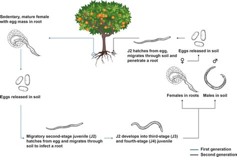 Nematode Pests Of Citrus Springerlink