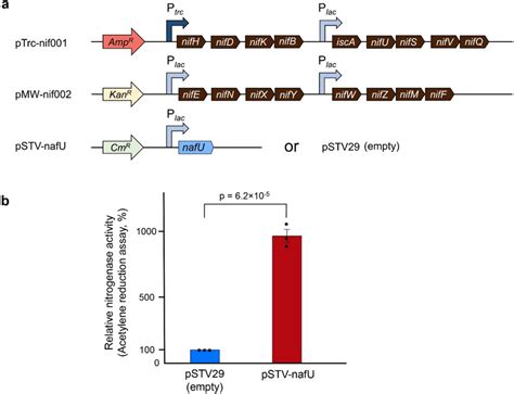 The Effect Of NafU Overexpression On Aerobic Nitrogenase Activity In