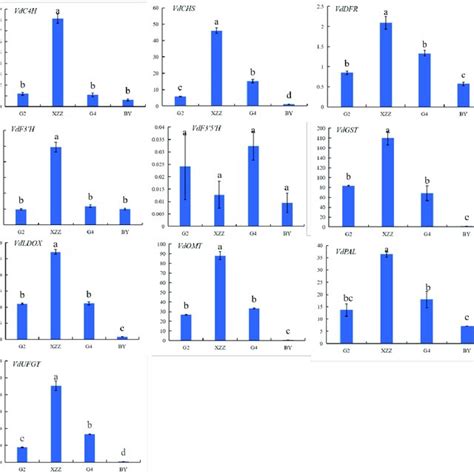 Expression Levels Of Key Genes Involved In Anthocyanin Biosynthesis Of