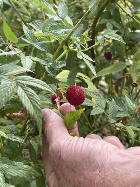 Buy Native Raspberry Peters Thornless Plants Rubus Rosifolius