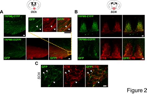 The Suprachiasmatic Nucleus Scn Is Innervated By Trpm8 Positive Axons