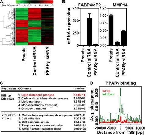 Ppar Depletion In Differentiated Adipocytes Reverses Most Adipogenic