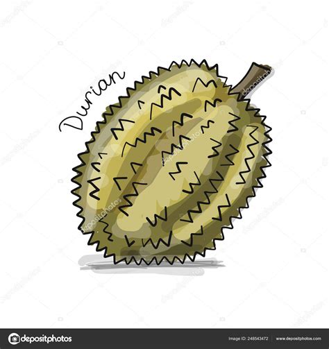 Durian Sketch For Your Design Stock Vector Image By Kudryashka