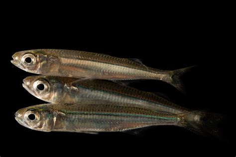 Hawaiian Silverside Atherinomorus Insularum Joel Sartore