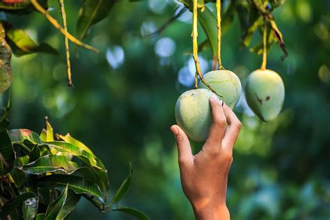 Mango Tree Guide When To Pick Mangoes Au