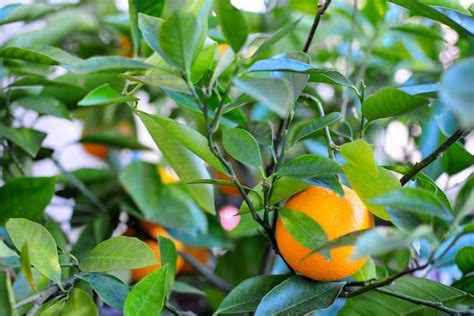 Naranjo en maceta cómo cultivarlo y cosecharlo Salud Para todos