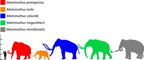 Download Mammuthus Size Comparison Wooly Mammoth Vs Elephant Size