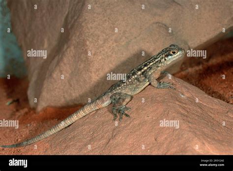 Madagascar Iguana Oplurus Madagaskar Leguan Stock Photo Alamy