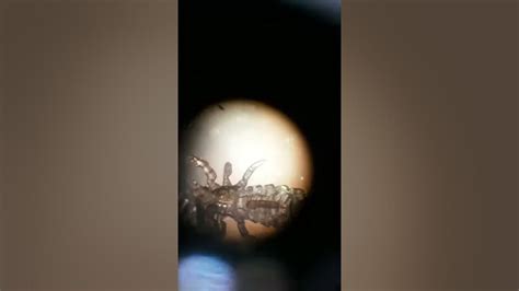 Microscope Focusing Using Kuto Youtube