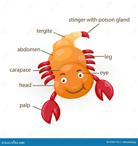 Scorpion Vocabulary Part Of Body Stock Vector Illustration Of School