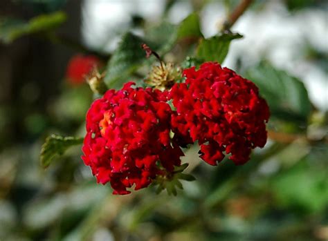 Floraciones En M Laga Y M S Floraciones De Diciembre