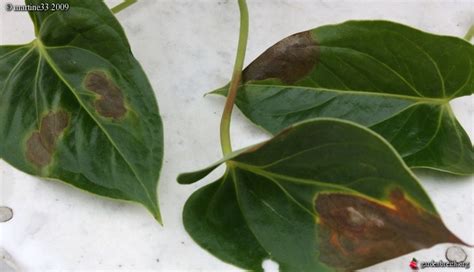 Pourquoi Les Feuilles De L Anthurium Ont Des Taches Marron