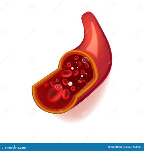 Vector Illustration Of Human Blood Vessel In Section With Red Blood