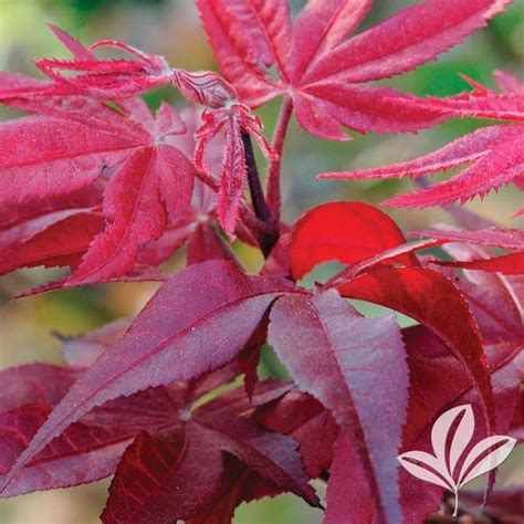 Acer Acer Palmatum Hefners Red Select Hefners Red Select Japanese Maple From Greenleaf Nursery