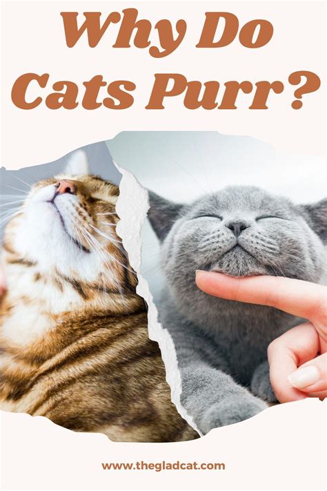 Why Do Cats Purr Everything You Need To Know About Cat Purring Artofit