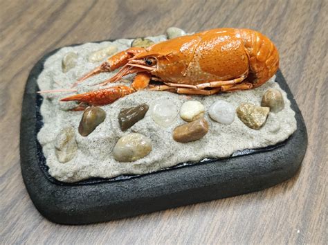 Crawfish Taxidermy Fishing Crayfish Mount Outdoors Cabin Decor Etsy