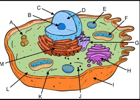 Microscopes And Parts Of The Cell Flashcards Quizlet