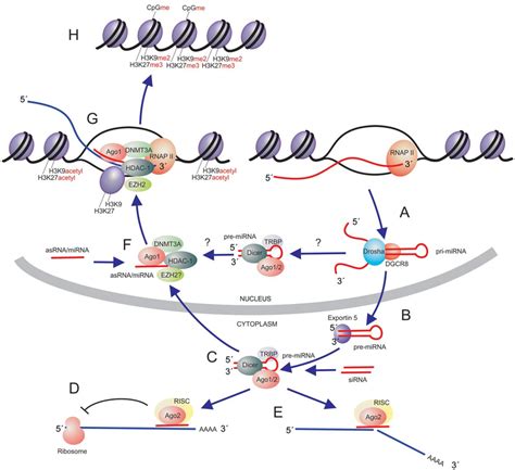 Small Non Coding Rna Pathways In Human Cells Small Non Coding Rnas Can