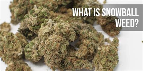 What is Snowball Weed? | APE Premium Cannabis