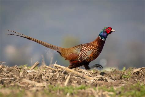 Male Colorful Ring Necked Pheasant Hunting Stock Image Image Of