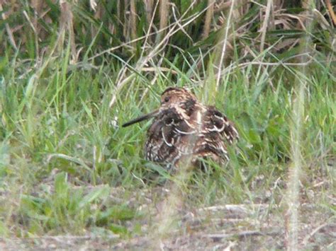 Snipe Hunting: American Folklore - Birdfreak.com