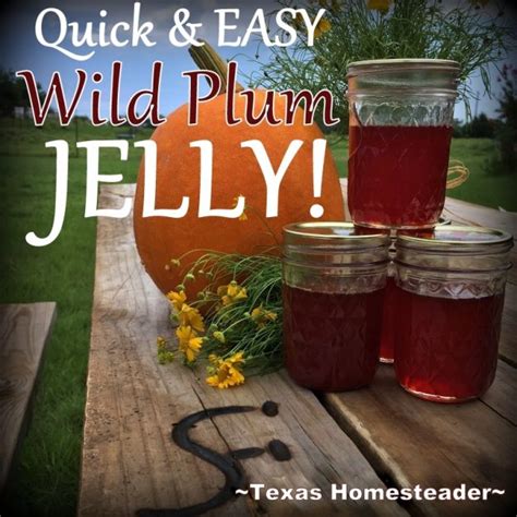 Wild Plum Jelly Recipe No Pectin Needed Texas Homesteader